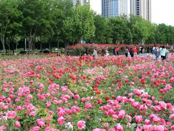 衡水月季应用和景观图集