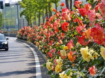 秦皇岛月季市花文化和景观图集