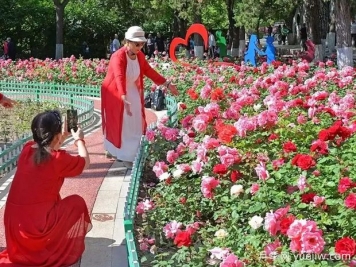 张家口月季应用和景观图集