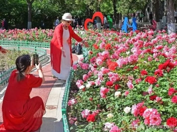 张家口月季应用和景观图集