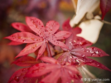 日本红枫、美国红枫、中国红枫到底有何不同？