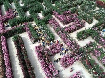 东阳月季市花文化和景观图集