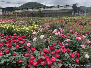 三明月季应用和景观图集