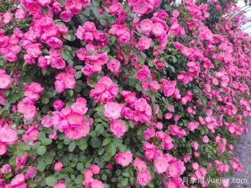 安吉拉月季藤本花海俗称，一棵就是一面花墙