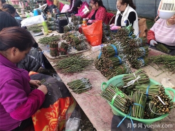 月季嫁接之T型芽接，成活率高，愈合效果好！