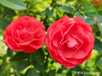 种上木香蔷薇花蛮强爆花，红橙白黄木香你喜欢哪个？