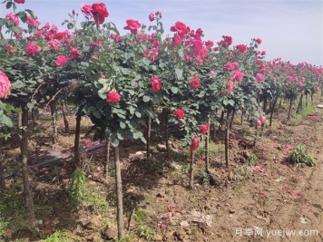 花木产地：南阳市七里坪乡