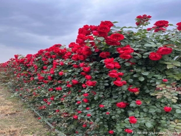 红色欧月蒂娜月季网片打造安徽花墙景观