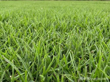 春季如何使草坪快速返青复壮？