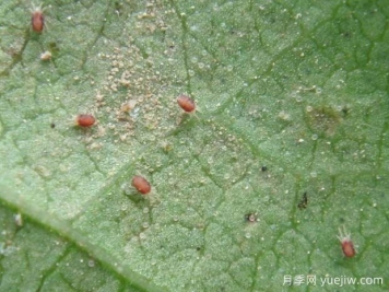 月季常见病虫害之红蜘蛛的习性和防治措施