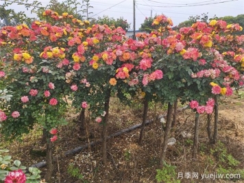 五色藤彩虹树状月季多规格美化园林庭院