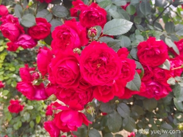 6款红色系的藤本月季品种，适合打造网红花墙