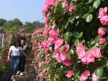 6万株月季灿烂绽放，月季花舞内江资中