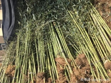 刚竹品种图片和产地价格