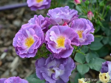 月季大千世界，5个令人惊叹的稀有玫瑰品种