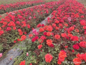 春天是移栽月季的最好季节？其实是深秋冬季