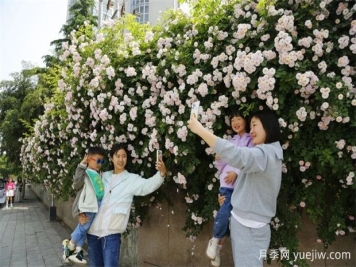 南阳蔷薇花开的时节满城春