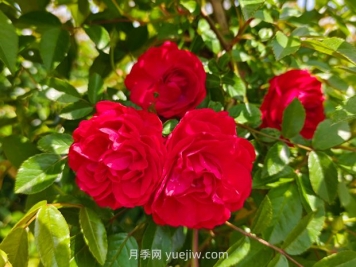 红木香爬藤月季蔷薇基地供应