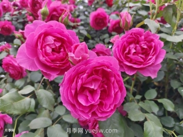 大游行月季