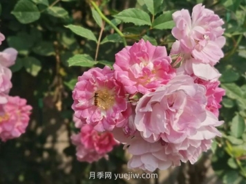 通俗版：蔷薇、月季、玫瑰分辨指南
