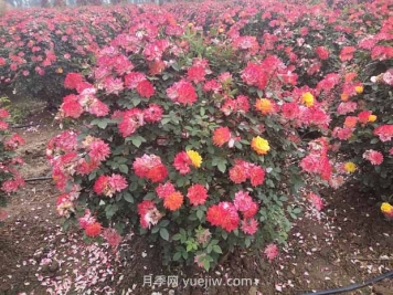 月季花球的园艺美学