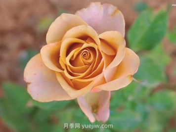 铜雀台月季