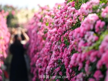 红河弥勒月季花墙，安吉拉出彩绽放