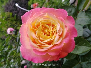 月季花：惊艳时光的花中皇后