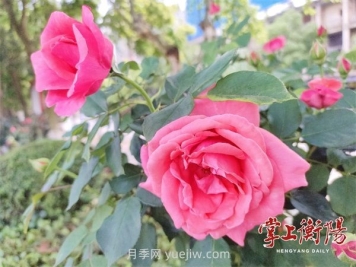 衡阳环江月季花廊喜绽春色