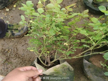 2500棵矮壮美植袋月季苗绿化校园花坛景观