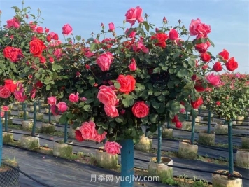 树状月季呈现叶子发黄掉落的缘由有哪些？