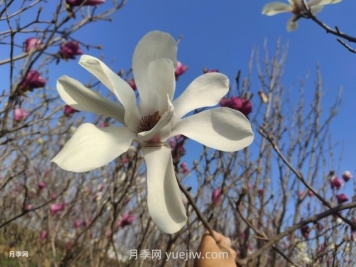 玉兰花有什么颜色？带你一起了解南阳玉兰花
