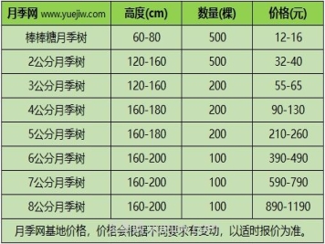 3公分月季树多少钱？2025年树状月季新价格