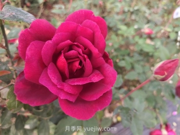 紫荷月季的优缺点是什么？