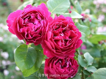 紫袍玉带月季的优缺点是什么？