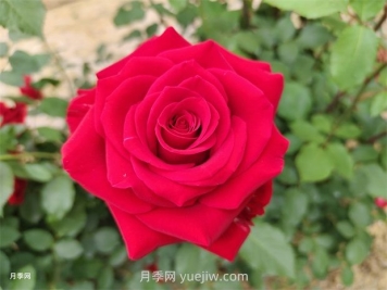 莎萨九零月季的优缺点是什么？