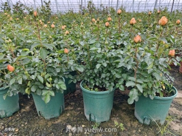 夏季月季管理做好这5点，长势旺盛，秋花更美