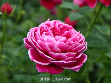 日本玛丽玫瑰月季的优缺点是什么？