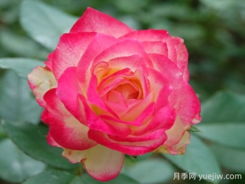 摩纳哥公爵月季的优缺点是什么？