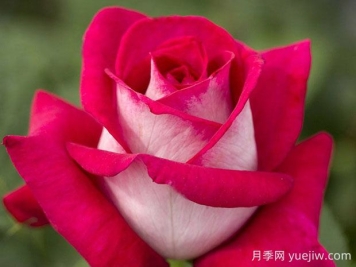 莫妮卡贝鲁奇月季的优缺点是什么？