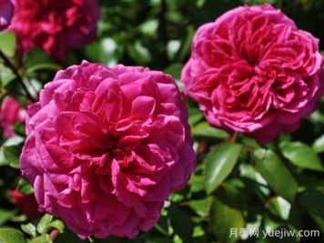 艾弗的玫瑰月季的优缺点是什么？