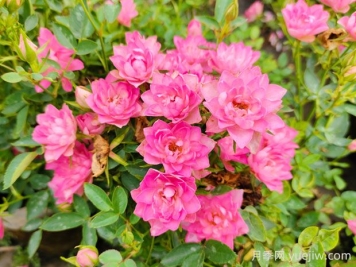 繁星天荷月季的优缺点是什么？