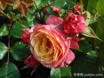 浪漫比克月季的优缺点是什么？