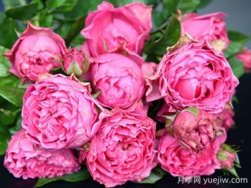 细波微波月季的优缺点是什么？