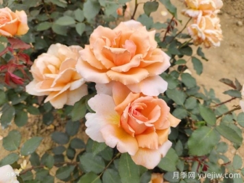 杰斯塔乔伊月季的优缺点是什么？