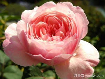 环月季的优缺点是什么？