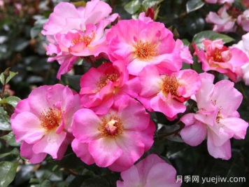 碧玺电气石月季的优缺点是什么？