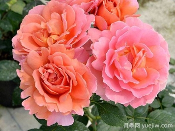 茜月季的优缺点是什么？