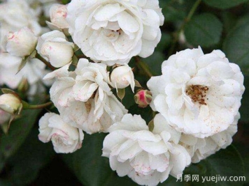 白卧龙月季的优缺点是什么？