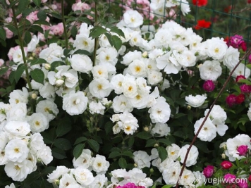 白帆之冬月季的优缺点是什么？